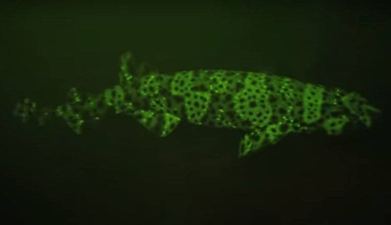 Otkrivena nova vrsta sićušnog morskog psa koji svijetli u mraku